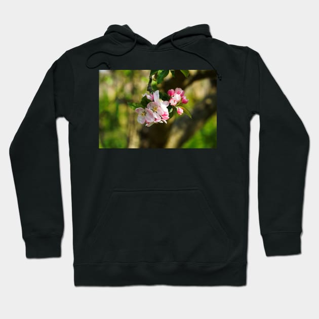 Blossom On Tree Branch (Closeup/Macro) - Spring Flowers Hoodie by Harmony-Mind